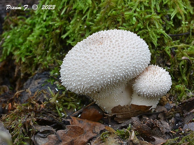 prášnica bradavičnatá Lycoperdon perlatum Pers.