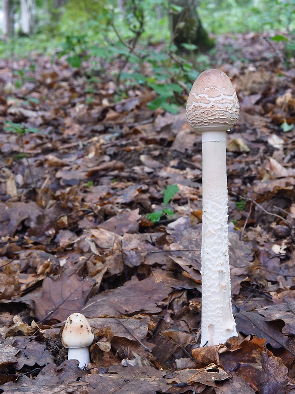 bedľa vysoká Macrolepiota procera (Scop.) Singer