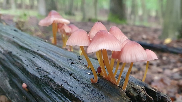 prilbička žltohlúbiková Mycena renati Quél.