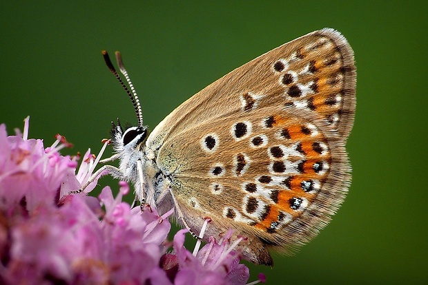 modráčik čiernoobrúbený (sk) / modrásek černolemý (cz) Plebejus argus (Linnaeus, 1758)