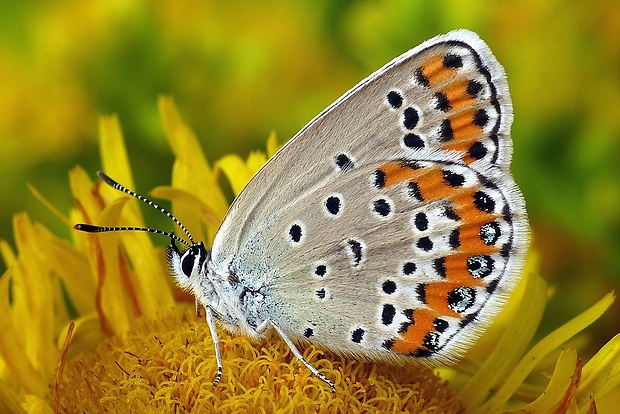 modráčik vresoviskový (sk) / modrásek podobný (cz) Plebejus argyrognomon (Bergsträsser, 1779)