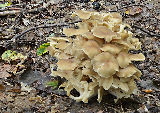 trúdnik klobúčkatý Polyporus umbellatus (Pers.) Fr.