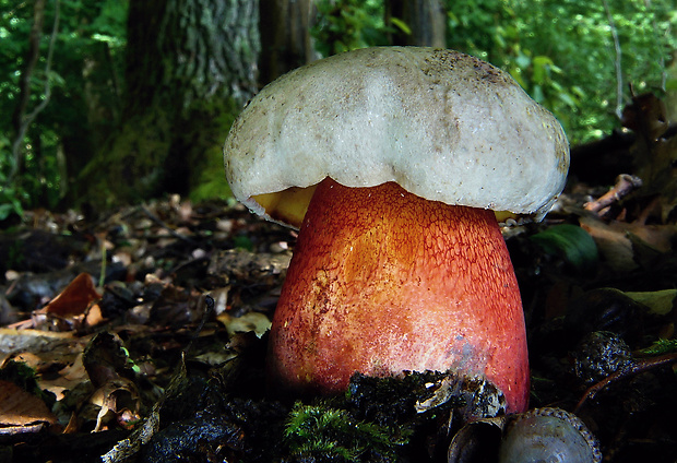 hríb Le Galovej Rubroboletus legaliae (Pilát & Dermek) Della Maggiora & Trassin.