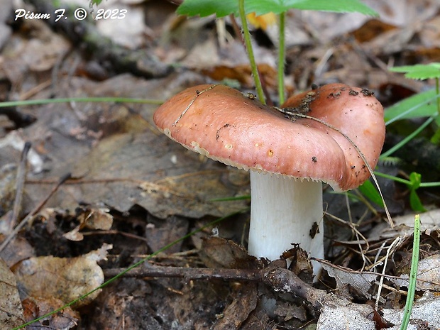 plávka mandľová Russula vesca Fr.