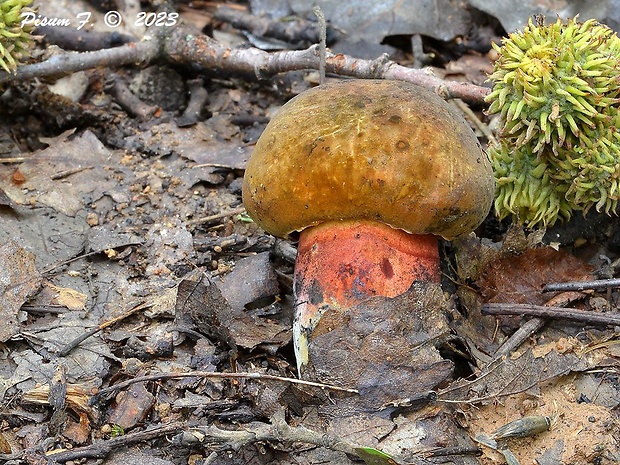 hríb zrnitohlúbikový Sutorius luridiformis (Rostk.) G. Wu & Zhu L. Yang