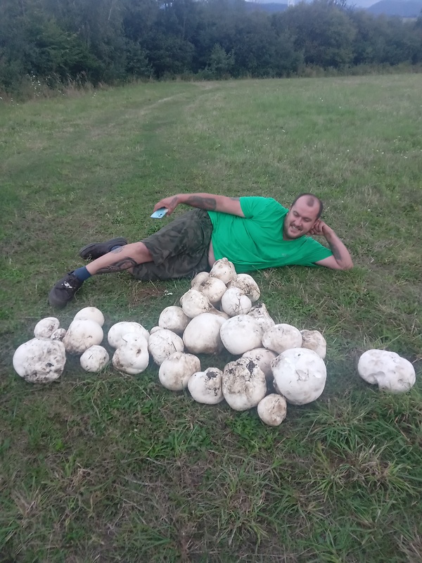 vatovec obrovský Calvatia gigantea (Batsch) Lloyd