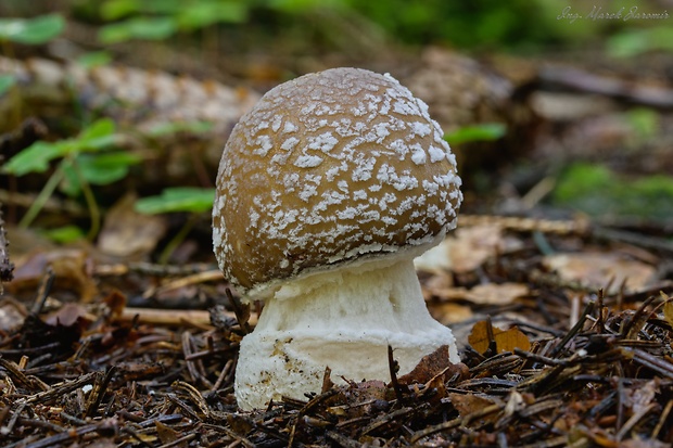 muchotrávka tigrovaná Amanita pantherina (DC.) Krombh.