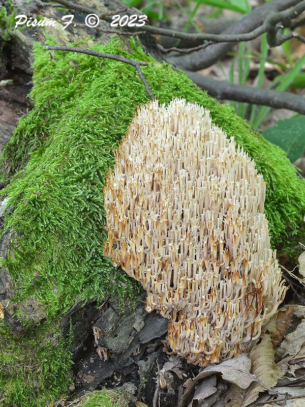 korunovec svietnikovitý Artomyces pyxidatus (Pers.) Jülich