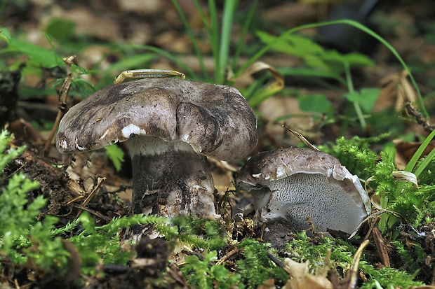 hrboľnačka černastá Boletopsis leucomelaena (Pers.) Fayod