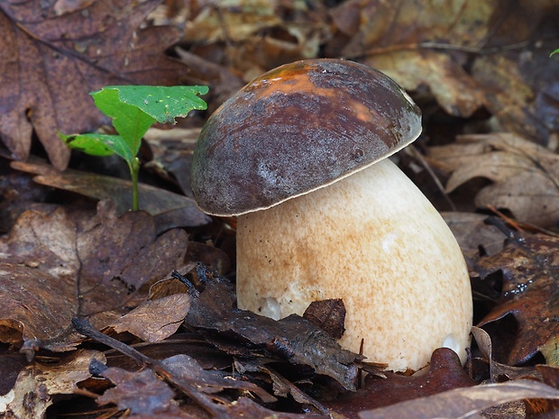 hríb bronzový Boletus aereus Bull. ex Fr.