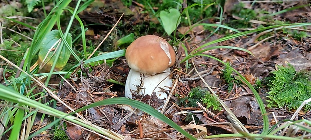 hríb smrekový Boletus edulis Bull.