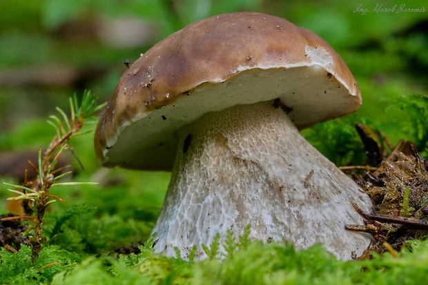 hríb smrekový Boletus edulis Bull.