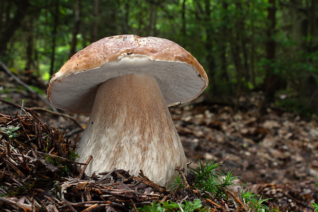 hríb smrekový Boletus edulis Bull.