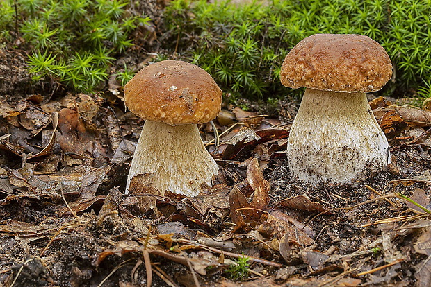 hríb smrekový Boletus edulis Bull.