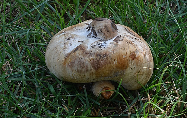 hríb Boletus sp.