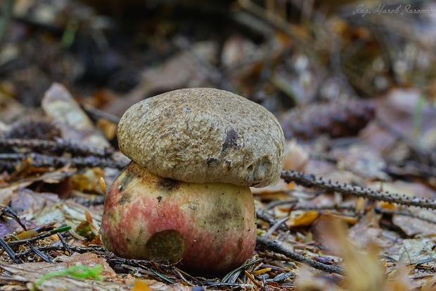 hríb červený Caloboletus calopus Fr.