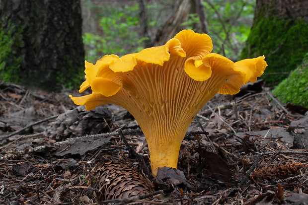 kuriatko jedlé Cantharellus cibarius Fr.