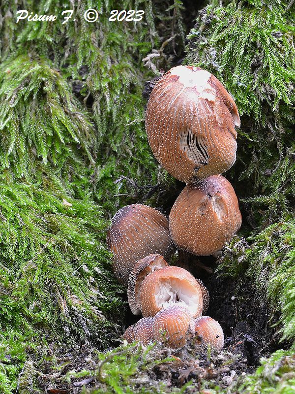 hnojník ligotavý Coprinellus micaceus (Bull.) Vilgalys, Hopple & Jacq. Johnson