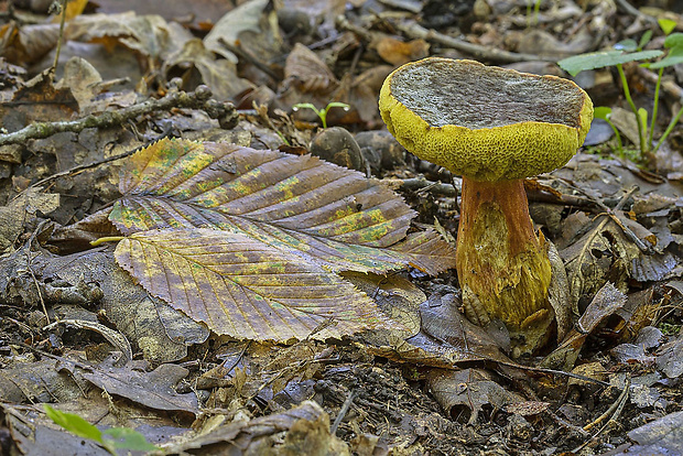 suchohríb Engelov Hortiboletus engelii (Hlaváček) Biketova & Wasser