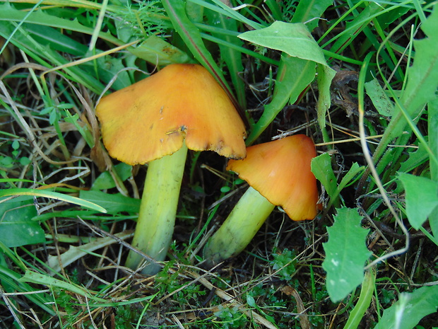 lúčnica kužeľovitá Hygrocybe conica (Schaeff.) P. Kumm.