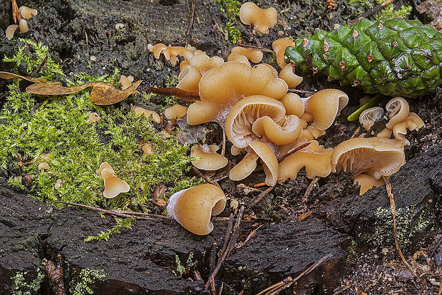 húževnatček Lentinellus sp.