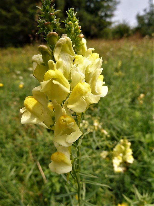 pyštek obyčajný Linaria vulgaris Mill.