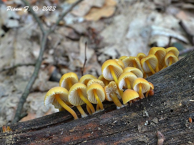 prilbička žltohlúbiková Mycena renati Quél.