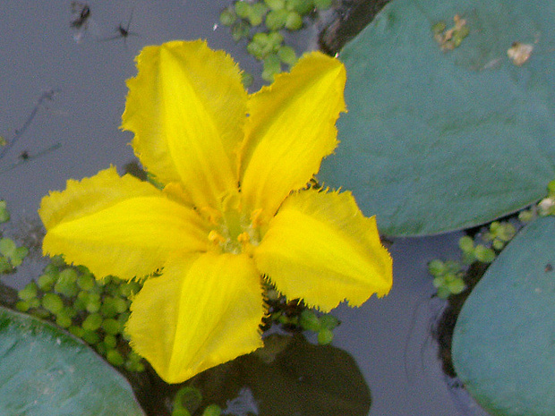 leknovec štítnatý Nymphoides peltata (S. G. Gmel.) Kuntze