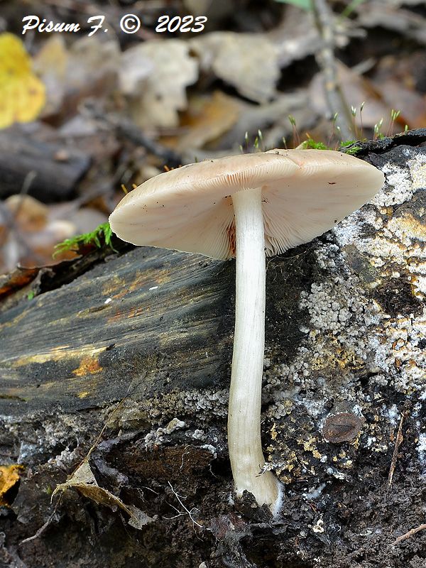 štítovka jelenia Pluteus cervinus (Schaeff.) P. Kumm.