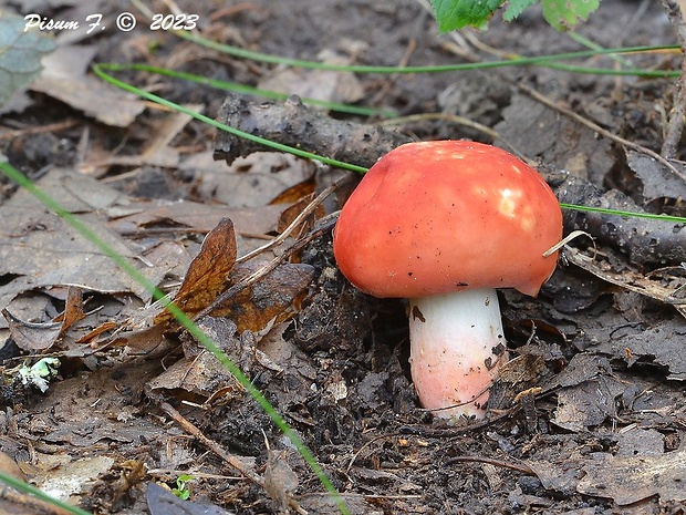 plávka úhľadná Russula rosea Pers.