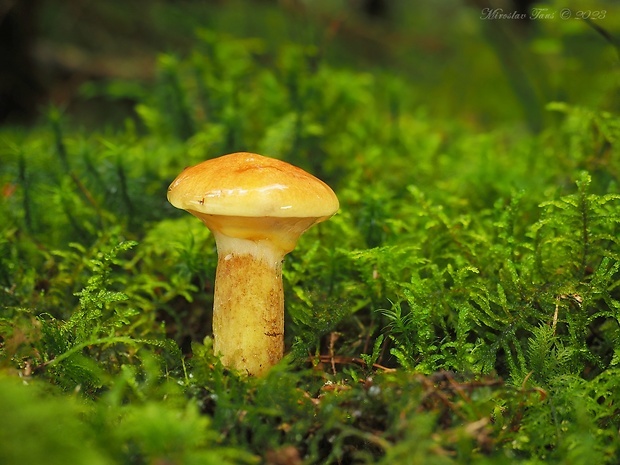 masliak smrekovcový Suillus grevillei (Klotzsch) Singer