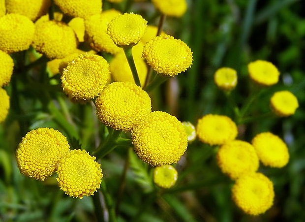 vratič obyčajný Tanacetum vulgare L.