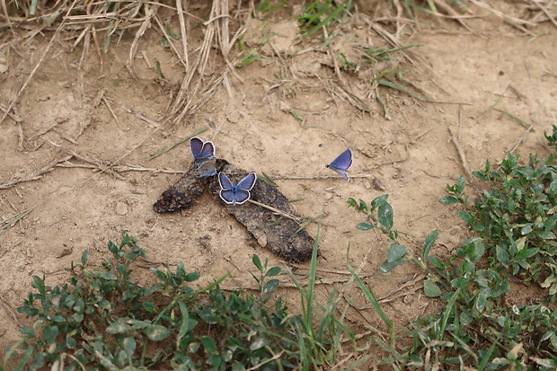 modráčik čiernoobrúbený + obyčajný   Plebejus argus + Polyommatus icarus