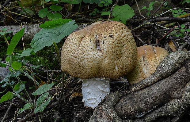 pečiarka obrovská Agaricus augustus Fr.