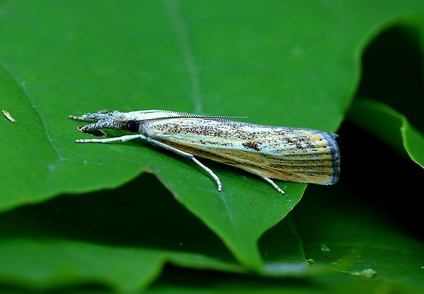 trávovec prúžkatý Agriphila inquinatella