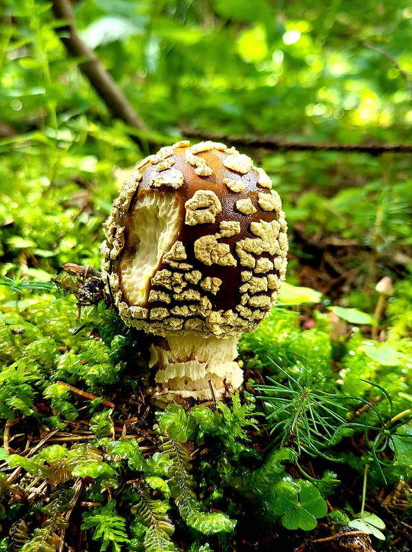 muchotrávka kráľovská Amanita regalis (Fr.) Michael