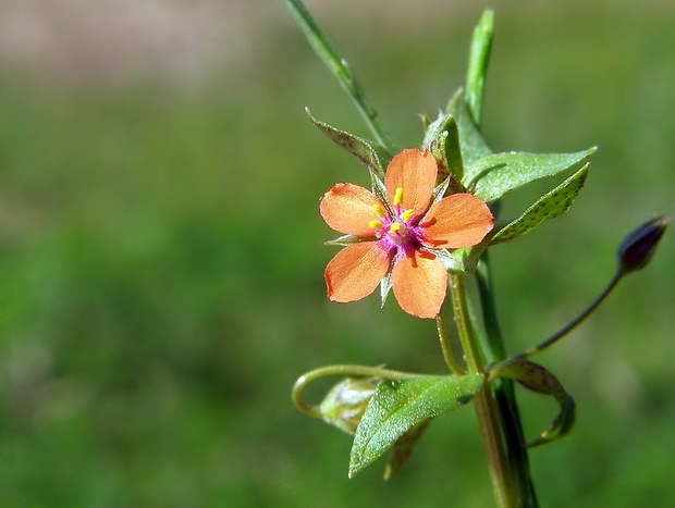 drchnička roľná Anagallis arvensis L.