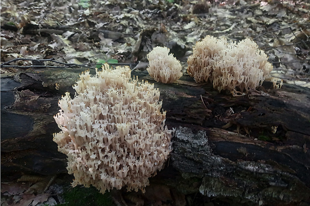 korunovec svietnikovitý Artomyces pyxidatus (Pers.) Jülich