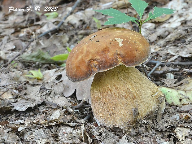 hríb dubový Boletus reticulatus Schaeff.