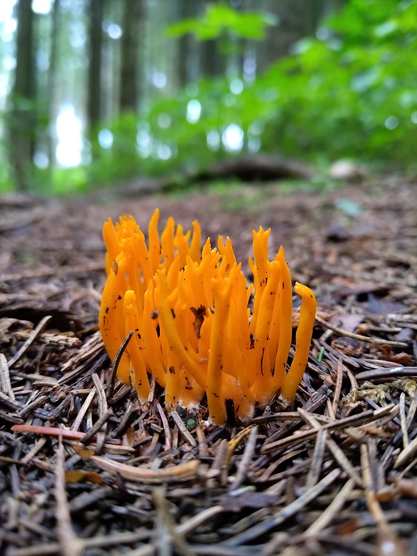 parôžkovec lepkavý Calocera viscosa (Pers.) Fr.