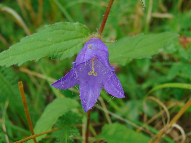 zvonček Campanula sp.