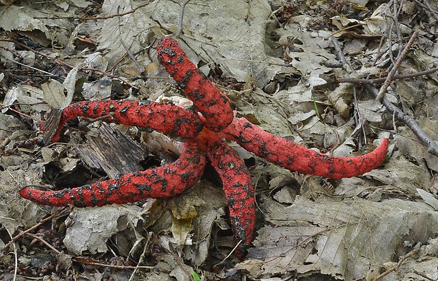 mrežovka kvetovitá Clathrus archeri (Berk.) Dring