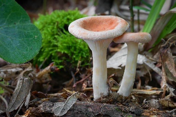 strmuľka lievikovitá Clitocybe gibba (Pers.) P. Kumm.