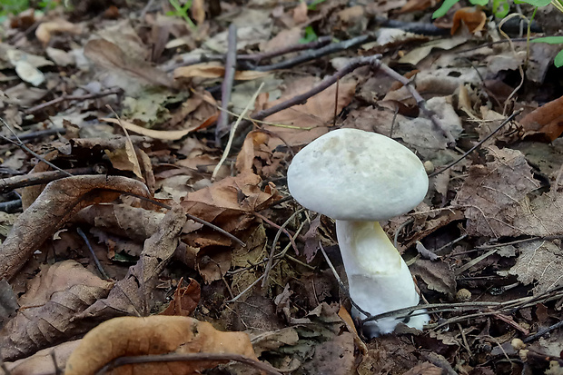 machovka obyčajná Clitopilus prunulus (Scop.) P. Kumm.