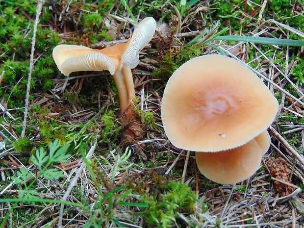 peniazovka Collybia sp.