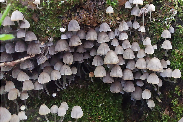 hnojník rozsiaty Coprinellus disseminatus (Pers.) J.E. Lange