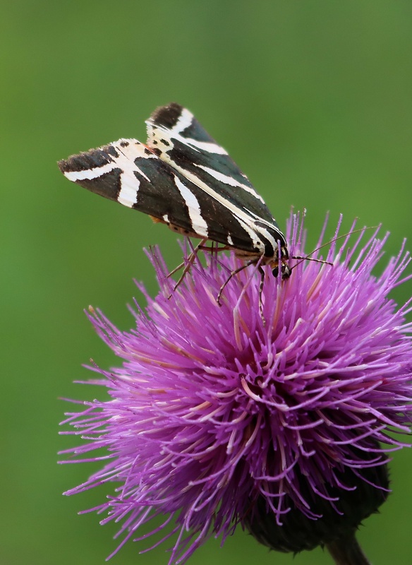 spriadač kostihojový Euplagia quadripunctaria