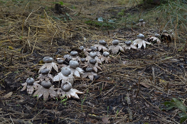 hviezdovka tmavá Geastrum coronatum Pers.