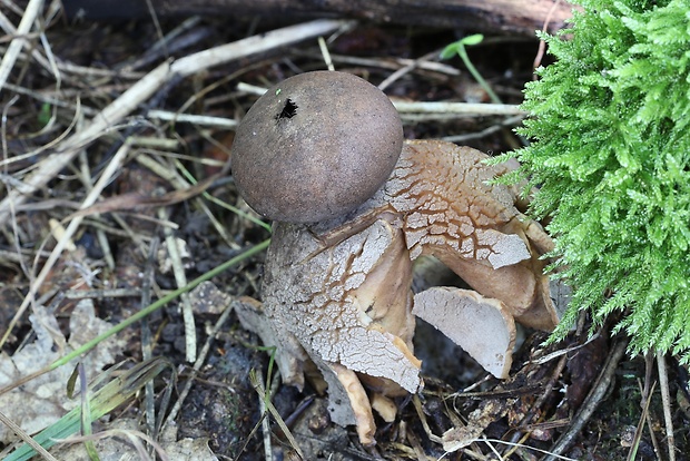 hviezdovka klenbová Geastrum fornicatum (Huds.) Hook.