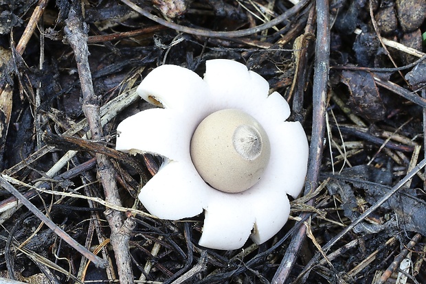 hviezdovka mechovitá Geastrum saccatum Fr.